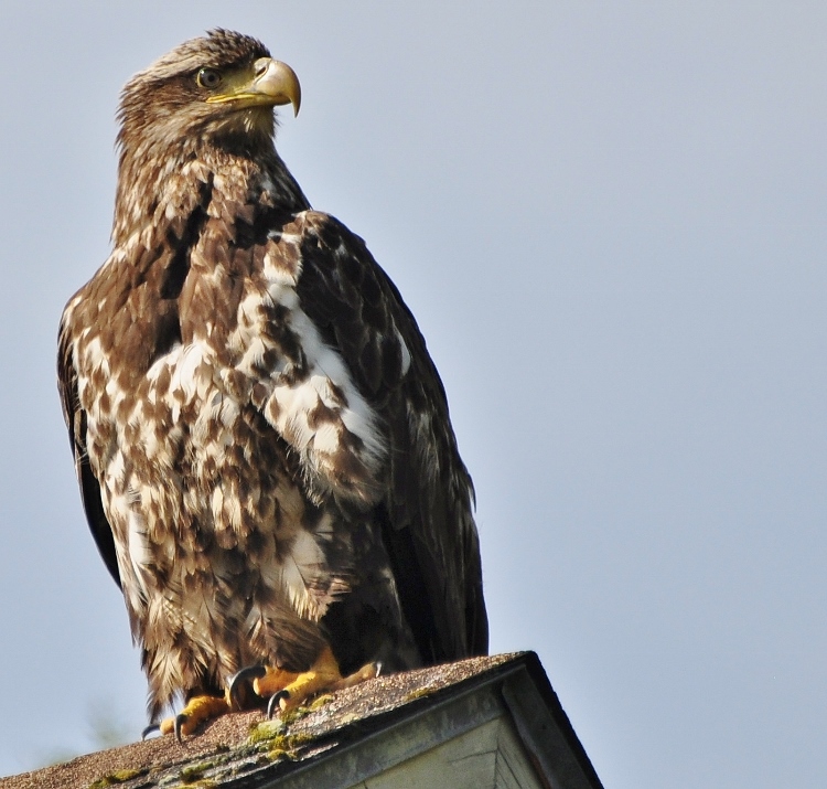 juvenile bald eagle